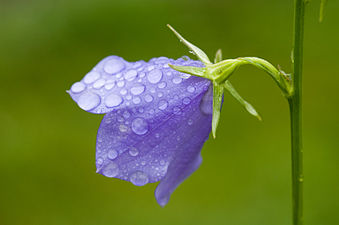 06/03: Flor del gènere Campanula