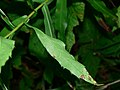 Canadanthus modestus