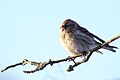 Szürke zsezse (Carduelis hornemanni)