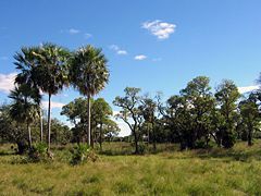 Landschaft in Gran Chaco