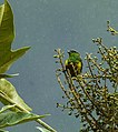 Chestnut-breasted chlorophonia