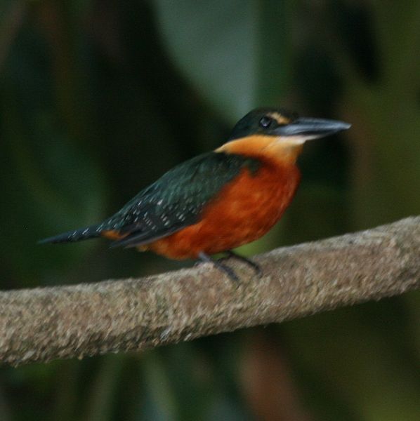 Ficheiro:Chloroceryle inda -Madidi National Park -Bolivia-8a-4c.jpg