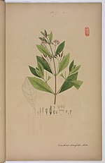 Miniatura para Cinchona lancifolia