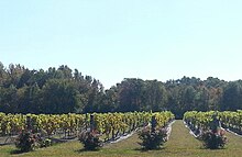 Six rows of grapes with roses on the front of each row, and woods in the background.