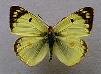 Colias Hyale