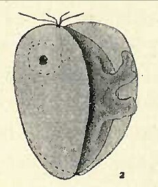 Collodictyon pseudopodoa