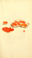 Az 1797-es Coloured Figures of English Fungi or Mushrooms-ban