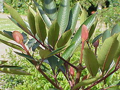 Cunonia capensis (folhagem).