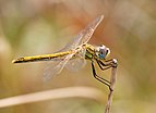 28 - Sympetrum fonscolombii (Female red-veined darter)