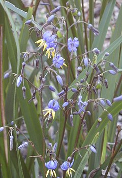 Description de l'image Dianella caerulea flowers.jpg.