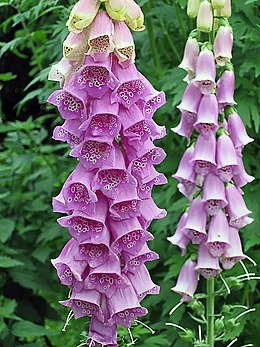 Paprastoji rusmenė (Digitalis purpurea)