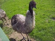 Файл: Emu vocalization.ogv