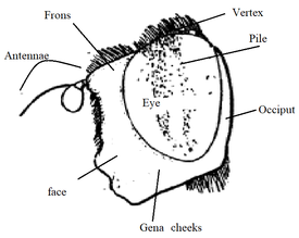 Eritalis head