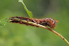 Caterpillar (ventral)
