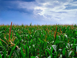 Cornfield in Upper Nazareth Township in July 2012