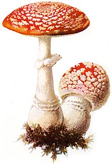 Punane kärbseseen Amanita muscaria Albin Schmalfuß, 1897