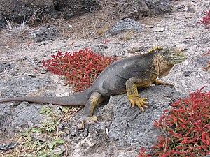 English: An Iguana at Galápagos.