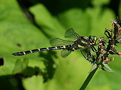 Gestreifte Quelljungfer (Cordulegaster bidentata)