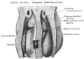 Верхняя часть целома человеческого эмбриона, сзади.