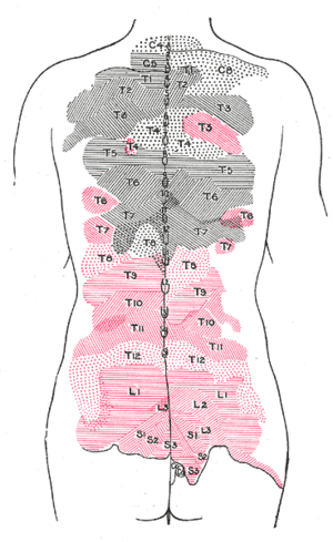 Areas of distribution of the cutaneous branche...