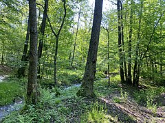 Grunder Bach im Erlenauwald am Morsbach