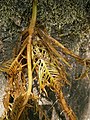 Hottonia palustris leaf