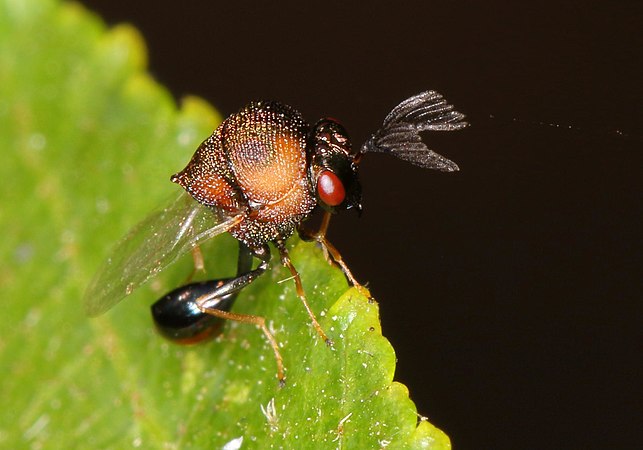 Hydrorhoa stevensoni, male