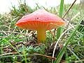 Hygrocybe conica, spécimen adulte