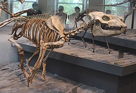 Скелет в Лос-Анджелесском музее естественной истории