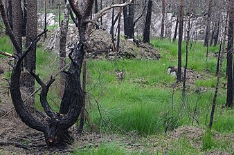 Delar av reservatet drabbades av en skogsbrand 2018.