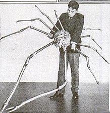 A Japanese spider crab whose outstretched legs measured 12 ft (3.7 m) across.