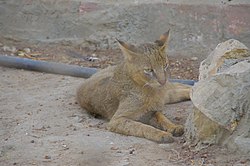 Paka-maji (Felis chaus nilotica)