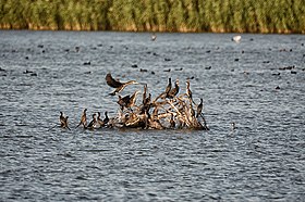 Лебеди на озере Рам