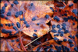 Dépérissement des feuilles.