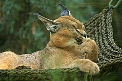  Caracal (Caracal caracal) dans un hamac, au zoo de San Diego