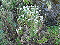 Lobularia maritima - Habitus