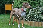 "A mottled brown dog with a white chest faces right. It wears a red collar."