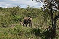 Afrikanischer Elefant (Loxodonta africana)