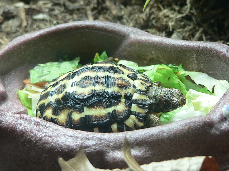Flat Tailed Tortoise