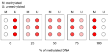 diagram of methylation specific olignonucleotide microarray that would be used to make a calibration curve