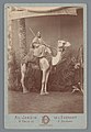 Délié & Béchard, [Homme sur un chameau], portrait-carte, 1869-1890, coll. Rijksmuseum
