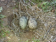 Martı yumurtları