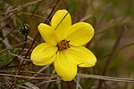 Miniatura para Bidens andicola