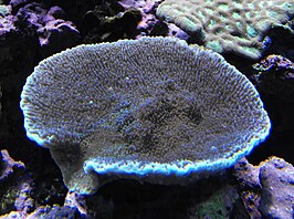 Montipora verrucosa