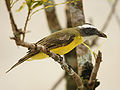 Social flycatcher (Myiozetetes similis)