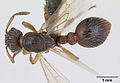 Myrmica hirsuta casent0172757 dorsal 1.jpg