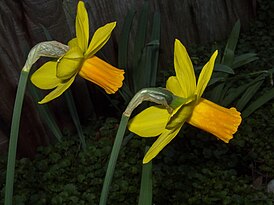 closeup view of two flowers showing orange cup and yellow petals