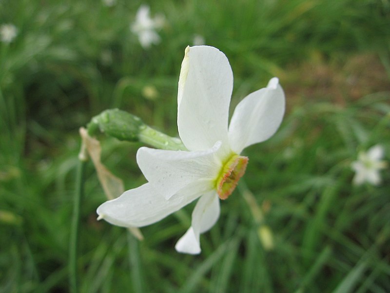 http://upload.wikimedia.org/wikipedia/commons/thumb/d/d1/Narcissus_angustifolius.jpg/800px-Narcissus_angustifolius.jpg