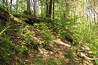 Fossiliensteilwand in Stadensen