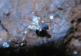 Ochyrocera